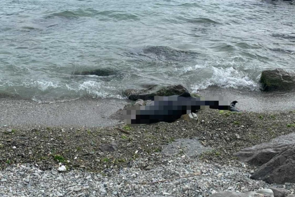 «Покоя мне нет после увиденного»: новороссийцы продолжают находить погибших дельфинов на берегу бухты
