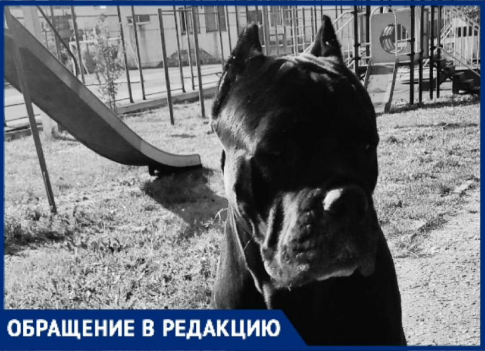 Кот в Новороссийске чуть не помер от страха, зато пёс сам себя успел выгулять