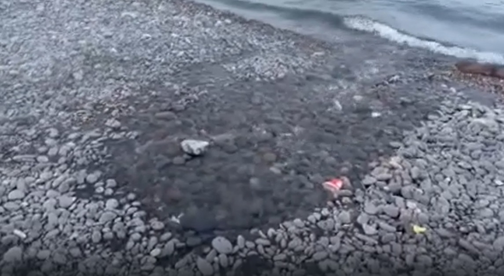 Кипяток сливается в акваторию: как в Новороссийске «подогревают» море
