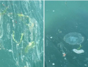 В Новороссийске отдыхающие вынуждены плавать с медузами в масле 