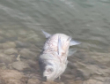 Новороссийцы рассекретили "огромную" рыбу, найденную на горпляже