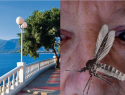 «Как в Сибири на болоте»: на отдыхе в Геленджике гости «едят» комаров, а комары - гостей