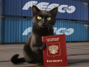 Кот, прибывший из Турции в Новороссийск, вошел в ТОП самых медийных животных в 2025 году 