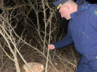 "Черные" лесорубы уничтожили больше 30 деревьев в Новороссийске 