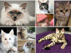Внимание! Стартовало голосование конкурса "Самый красивый кот Новороссийска-2019"