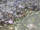 Речка Цевкая в Раевской исчезает по вине “грунтовых свиней”