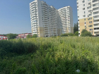 Новороссийцы утопли в зарослях амброзии и несбывшихся надеждах