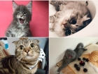 Поспешите похвастаться своим усатым любимцем