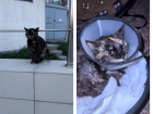 “Чуть не загубили” — что случилось с кошкой, которую спасли в Новороссийске спасатели