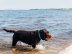 Собаки купаются в море с детьми — новороссиец негодует