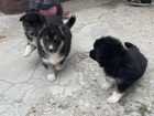 Малыши-щеночки в Новороссийске ищут хороших хозяев