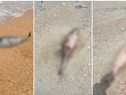 40 мертвых краснокнижных дельфинов нашли на одном из пляжей Черного моря