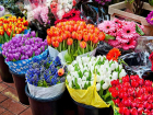 Праздник цветов: куда пойти за букетом в Новороссийске к 8 марта