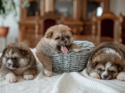 Жители Новороссийска купили несуществующих собак за 60 и 20 тысяч рублей