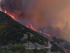 Пожар в Дюрсо уничтожил уникальную экосистему: погибли животные и растения 