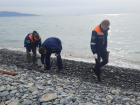 Спасатели чистят пляж Новороссийска от нефтепродуктов - откуда взялись следы мазута