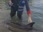 В Черном море спасают дельфина: срочно нужна помощь