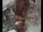 18+ Кровавое побоище собак в Новороссийске засняли очевидцы 