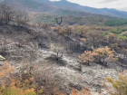 Последствия пожара в Бобруковой Щели в Геленджике наглядно — как власти собираются спасать лес от людей