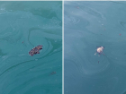 Мертвые птицы и куски мазута плавают у берегов Новороссийска 