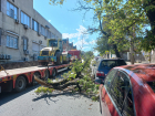 Даже без ветра: большое дерево упало на улице Конституции в Новороссийске