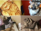 Поспешите показать своего мурчащего красавца