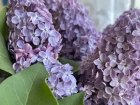 Тельцы могут быть рассеянными, а Ракам нужен релакс