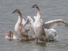 Лебеди на Суджукской косе Новороссийска учатся летать 