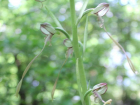 Редчайший сорт орхидей зацвел в Новороссийске среди зарослей и мусора