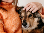 В России предложили отправлять бездомных собак на СВО: что думают новороссийцы