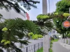 Тельцам совместная работа принесет успех, а Девам не стоит преувеличивать трудности