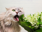 Смертельно опасные цветы: что нельзя дарить «котомамам» Новороссийска 