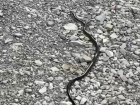 Огромную черную змею нашел новороссиец на пляже