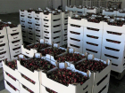 Сезон черешни — 100 тонн ягод собрали на Кубани