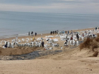 Мазут поднимается со дна Черного моря: вводят краевой режим ЧС 