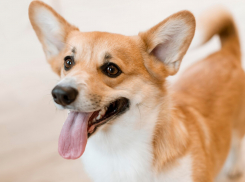 Новороссийцев хотят обязать регистрировать своих питомцев: будут ли налоги на домашних любимцев 