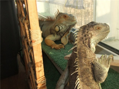 Одинокие игуаны и тритоны смогут уехать из Новороссийска в Москву