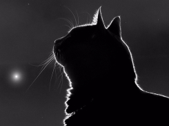 Эмоциональный ад: смерть кошки стала двойным стрессом для жительницы Новороссийска