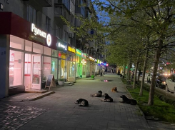 В Новороссийске стая собак каждый день ждёт свою косточку