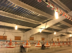 В птицефабрику под Новороссийском вложат 500 миллионов рублей