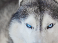 Виновен! Вынесен приговор владелец хаски, напавших на мальчика в Сочи