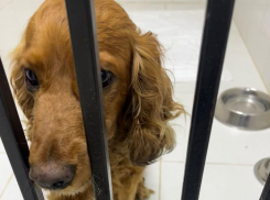 Собаку, которую жестоко избил хозяин в Новороссийске, теперь не узнать