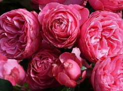 Более 1500 кустов роз высадят в Новороссийске