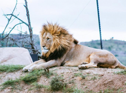 Гороскоп на 7 августа: звёзды дают новороссийцам советы коротко и по делу