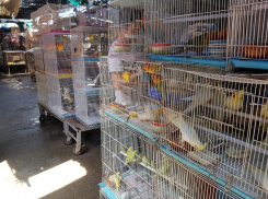 «Скандальный» птичий рынок закрывается в Новороссийске