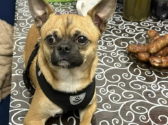 Маленькая собачка пропала в Новороссийске: вознаграждение за любимца гарантировано 