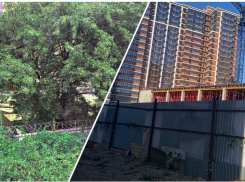 Вместо вырубленной в Новороссийске дубовой аллеи «Догма» обещает высадить «крупногабаритные» деревья