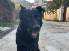 В Мысхако ищут хозяев для потерявшейся чёрной овчарки