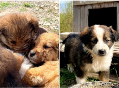 Эти красавчики мечтают найти любящую семью в Новороссийске 