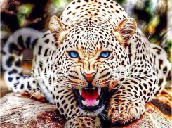 На сбежавшего в Борисовке леопарда в полицию никто из новороссийцев не заявлял